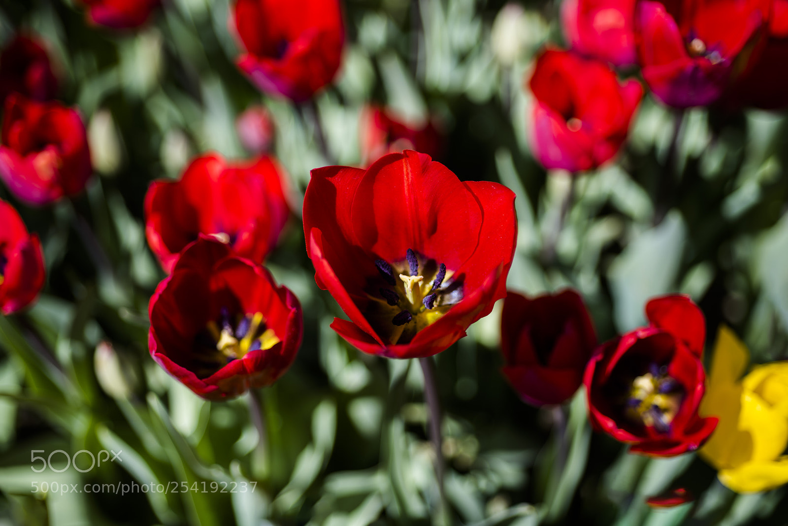 Nikon D810 sample photo. Untitled photography