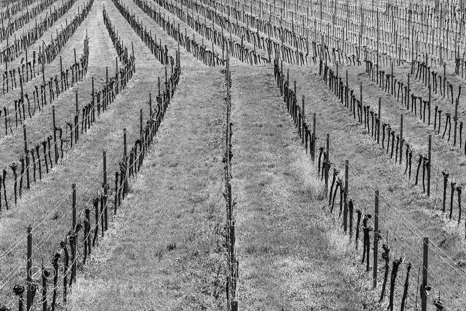 Canon EOS 5D Mark IV sample photo. Grüner veltliner photography