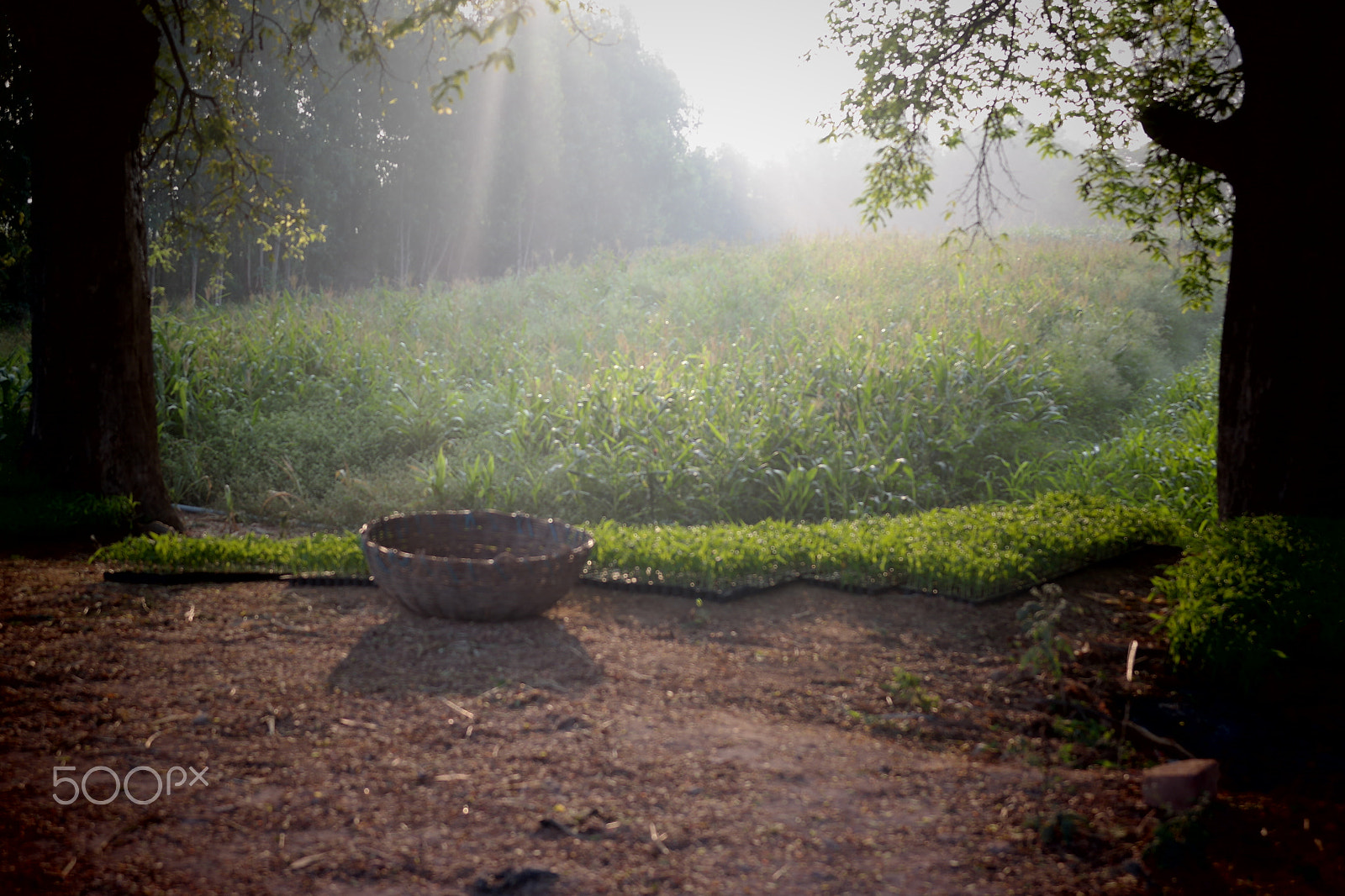 Samsung NX2000 sample photo. Morning ride , belthur village photography