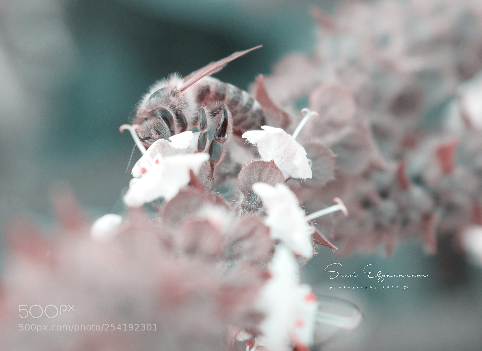 Nikon D5300 sample photo. Little bee close up photography