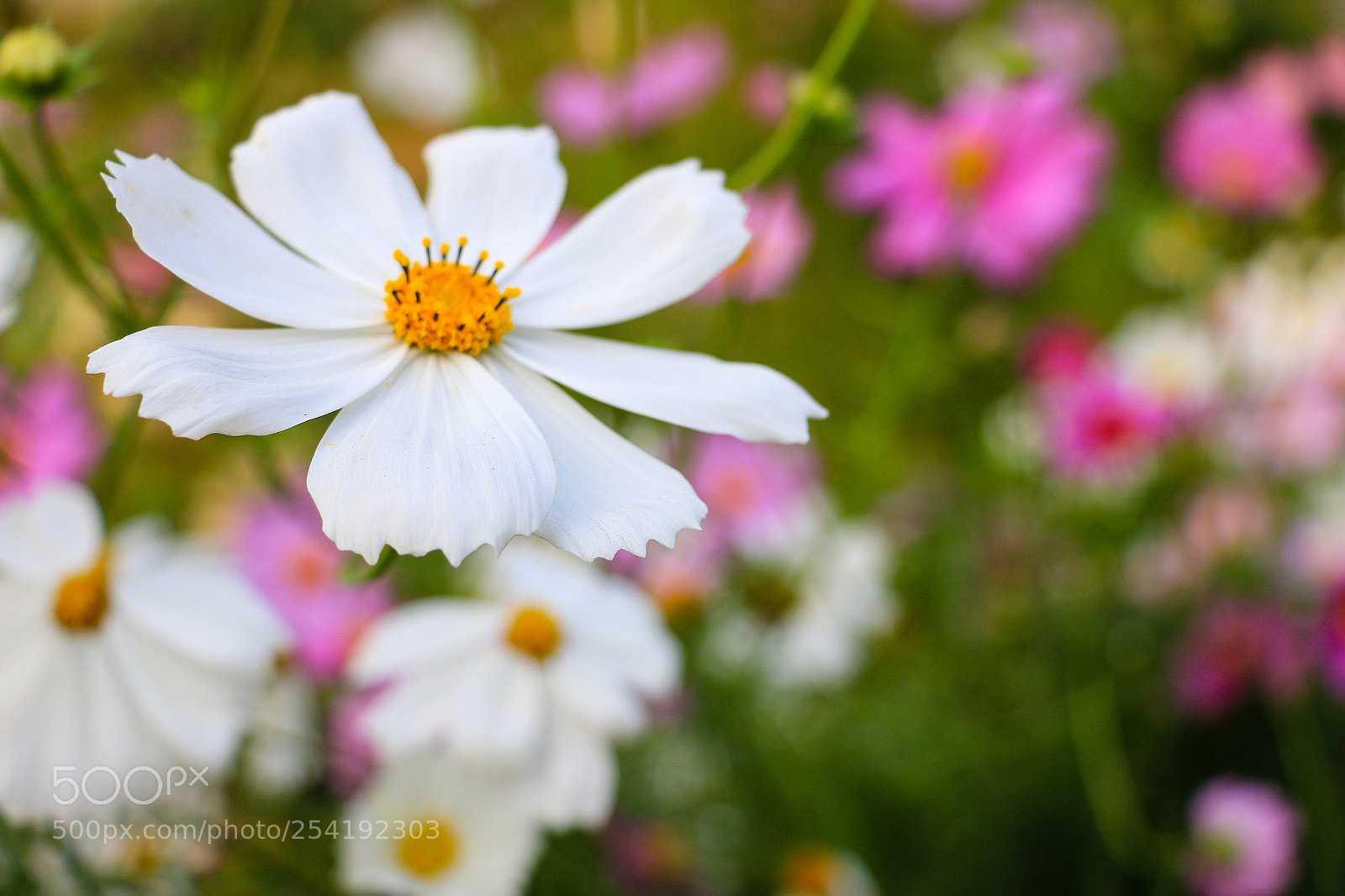 Canon EOS 70D sample photo. Img photography