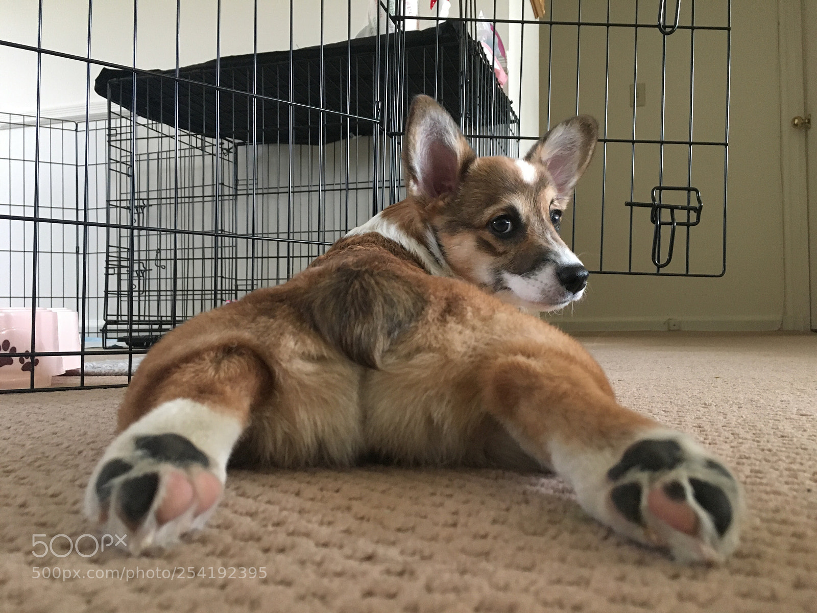 Apple iPhone 6s sample photo. Sploot! photography
