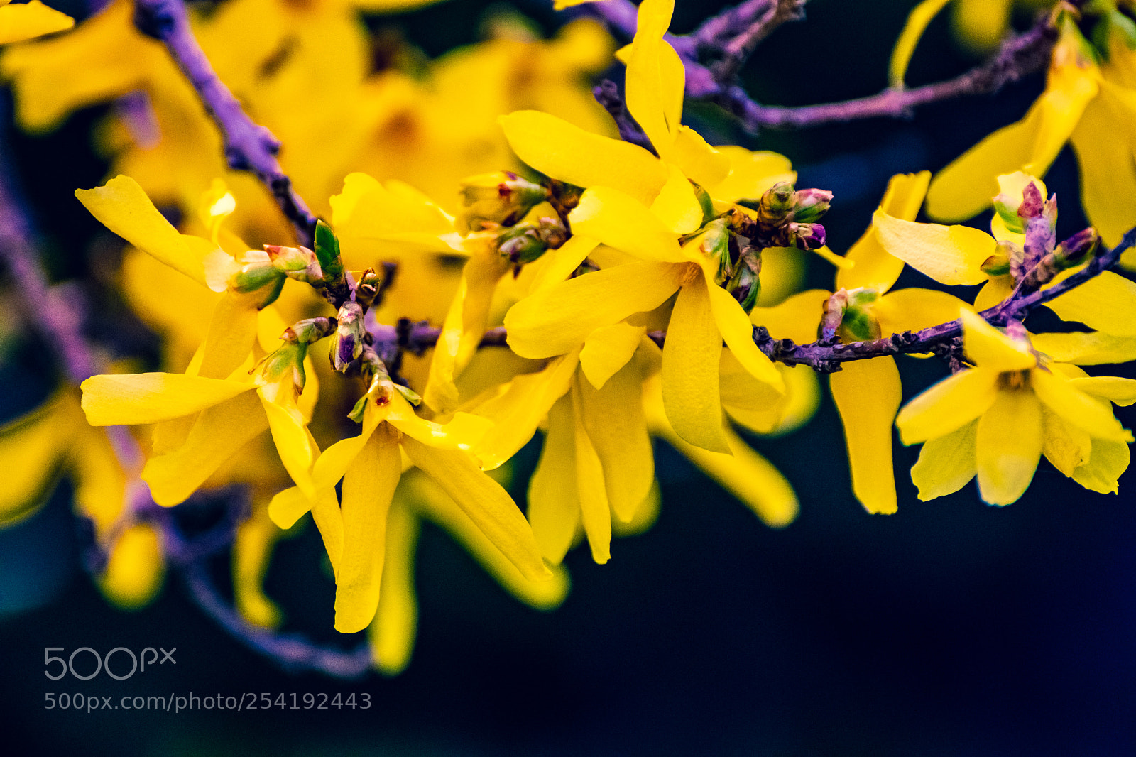 Canon EOS 200D (EOS Rebel SL2 / EOS Kiss X9) sample photo. Yellow blossom photography