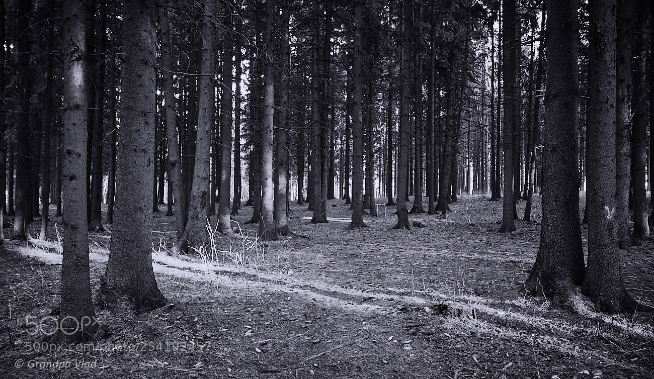 Canon EOS 1100D (EOS Rebel T3 / EOS Kiss X50) sample photo. Spruce forest at sunset... photography