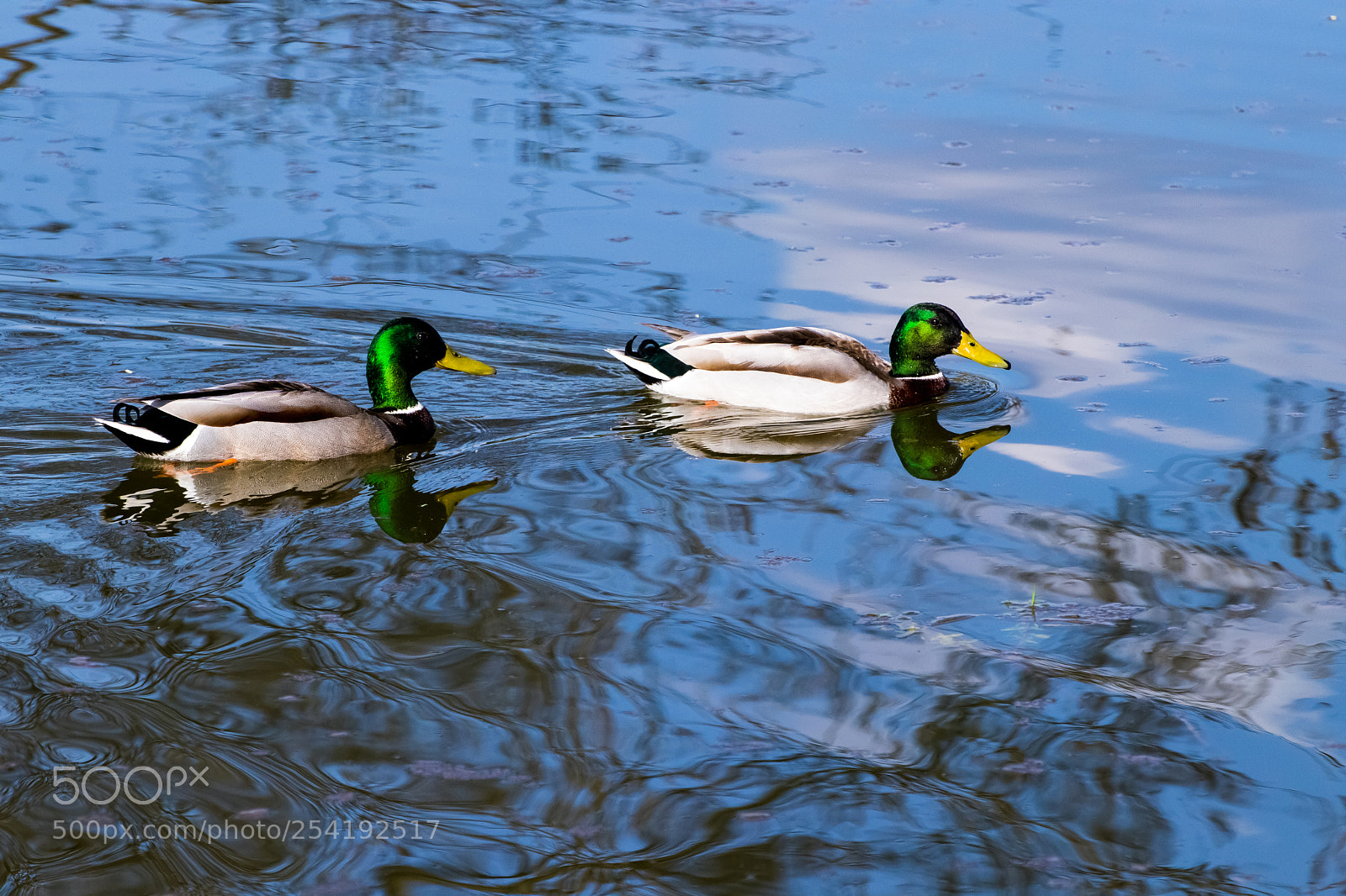 Canon EOS 200D (EOS Rebel SL2 / EOS Kiss X9) sample photo. Ducks in the lake photography