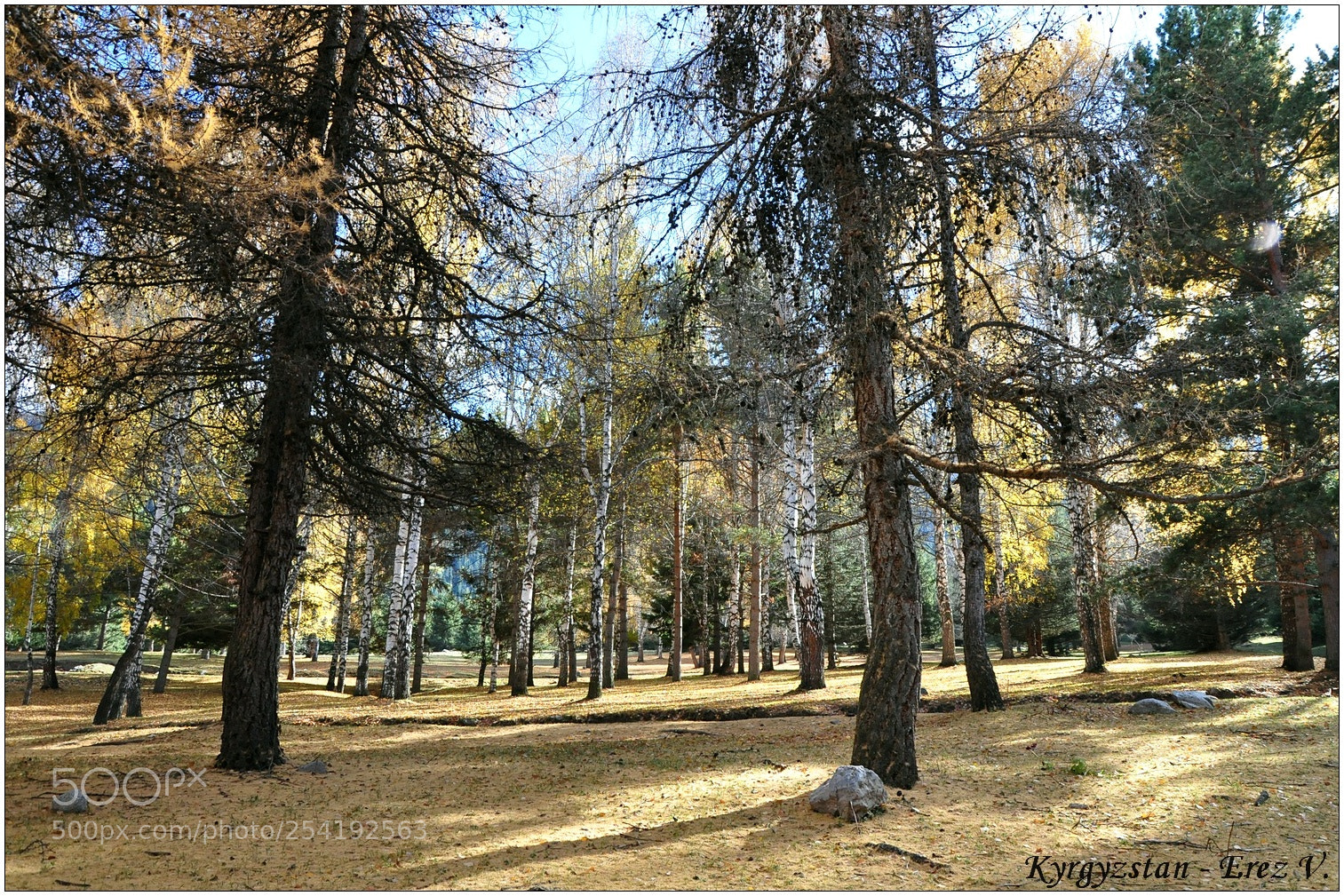 Nikon D90 sample photo. Autum photography