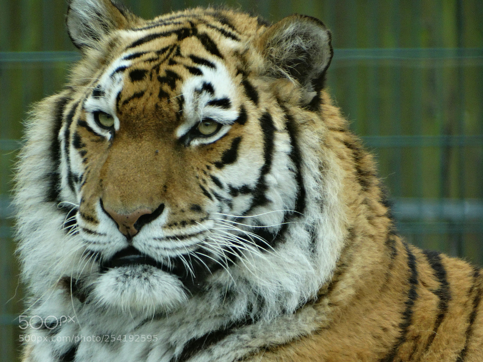 Sony Cyber-shot DSC-HX300 sample photo. Zoo photography