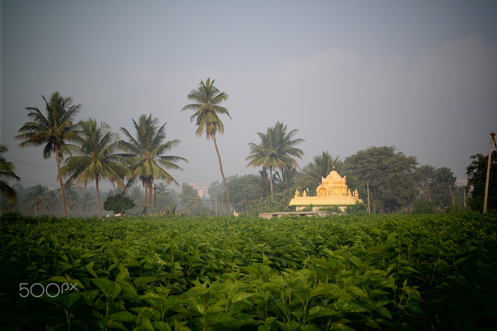 Samsung NX2000 sample photo. Morning ride , belthur village photography
