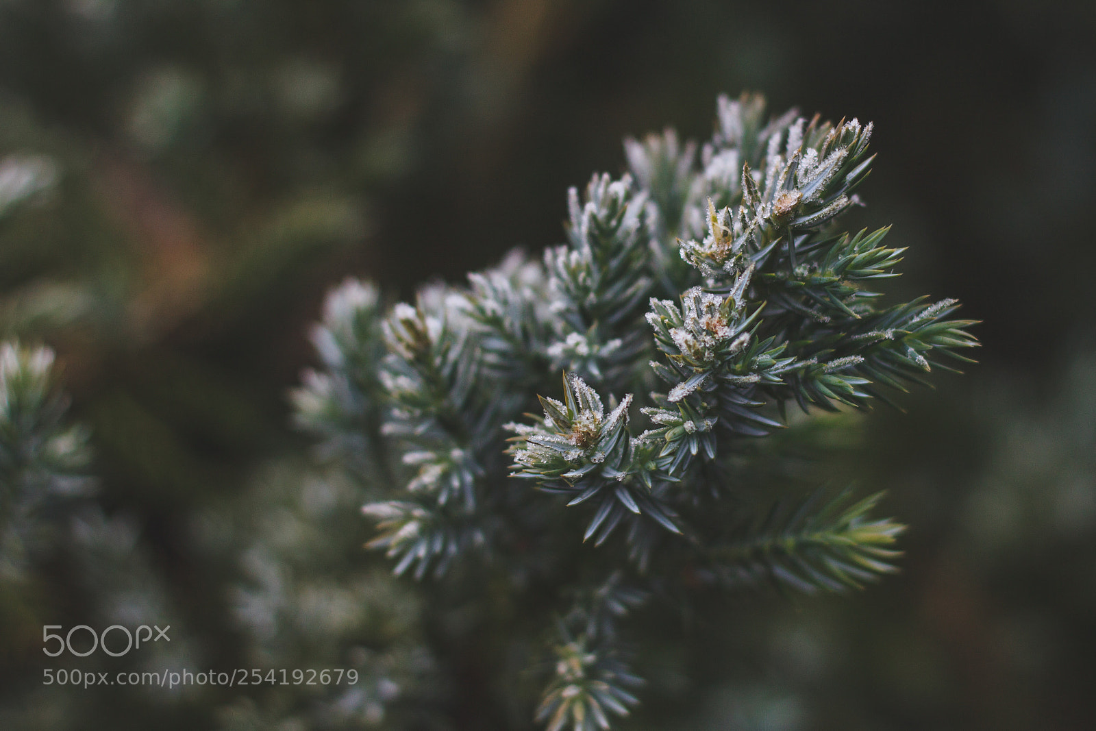 Canon EOS 500D (EOS Rebel T1i / EOS Kiss X3) sample photo. Frosty needles photography