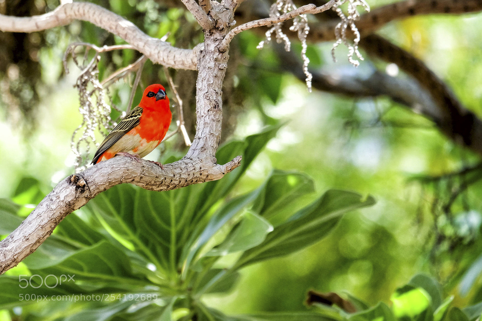 Fujifilm X-T10 sample photo. Foudia madagascariensis photography
