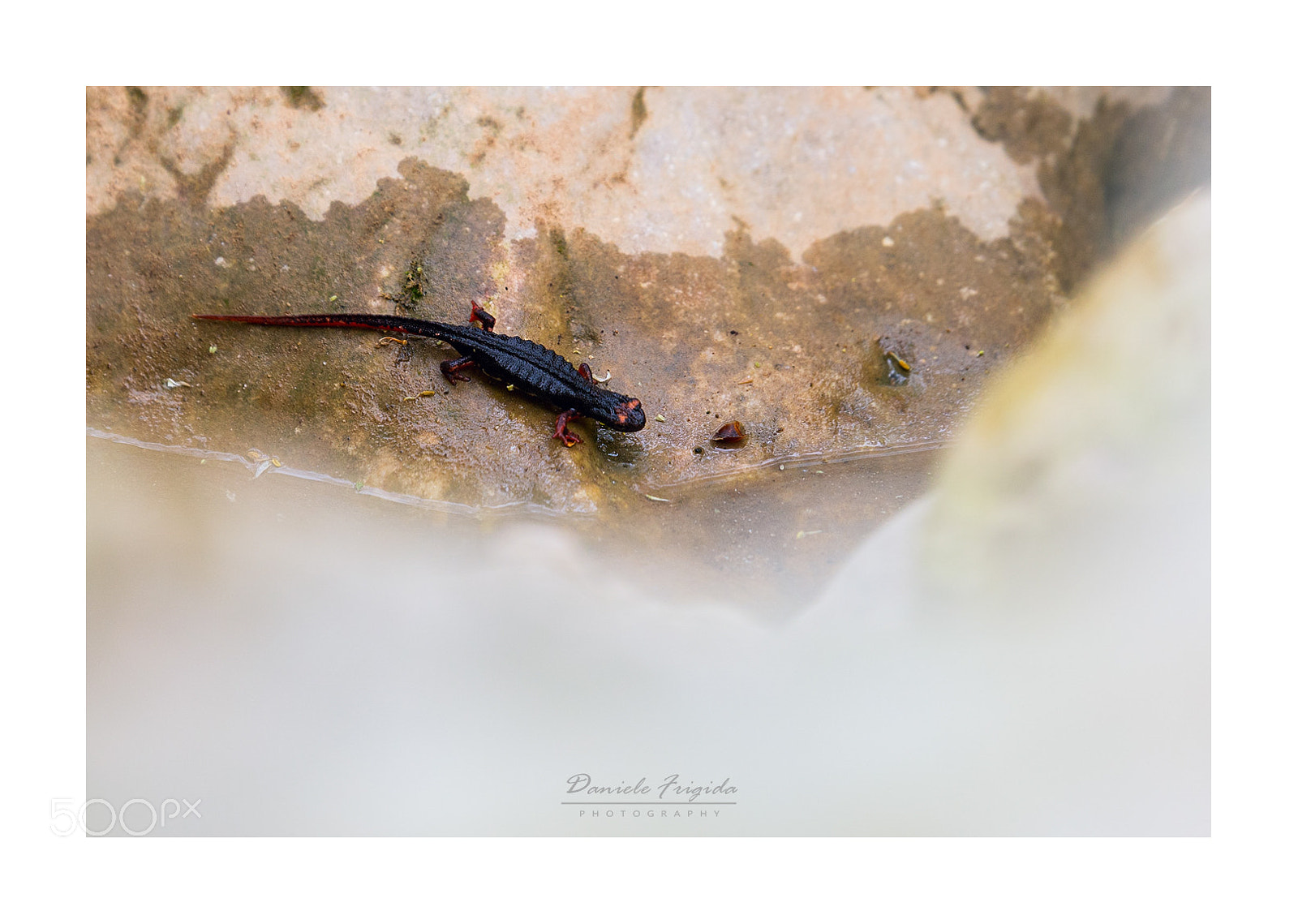 Nikon D610 sample photo. Salamandra perspicillata photography