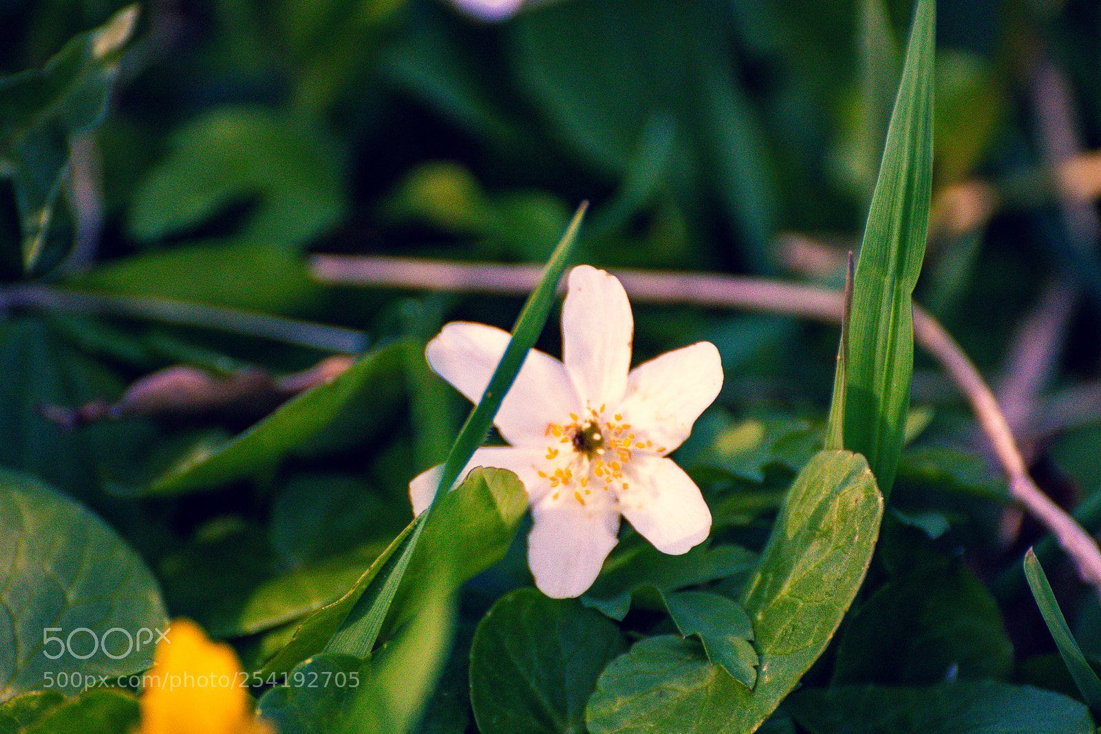 Canon EOS 200D (EOS Rebel SL2 / EOS Kiss X9) sample photo. White flower photography