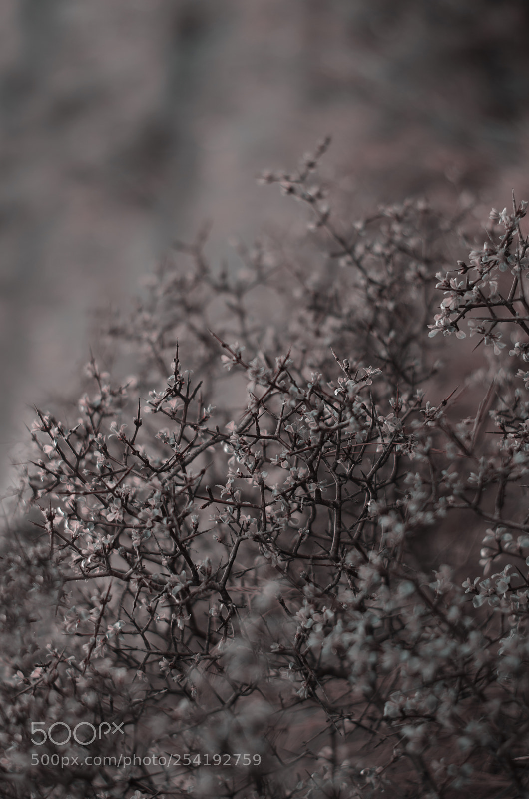 Nikon D5100 sample photo. ... photography