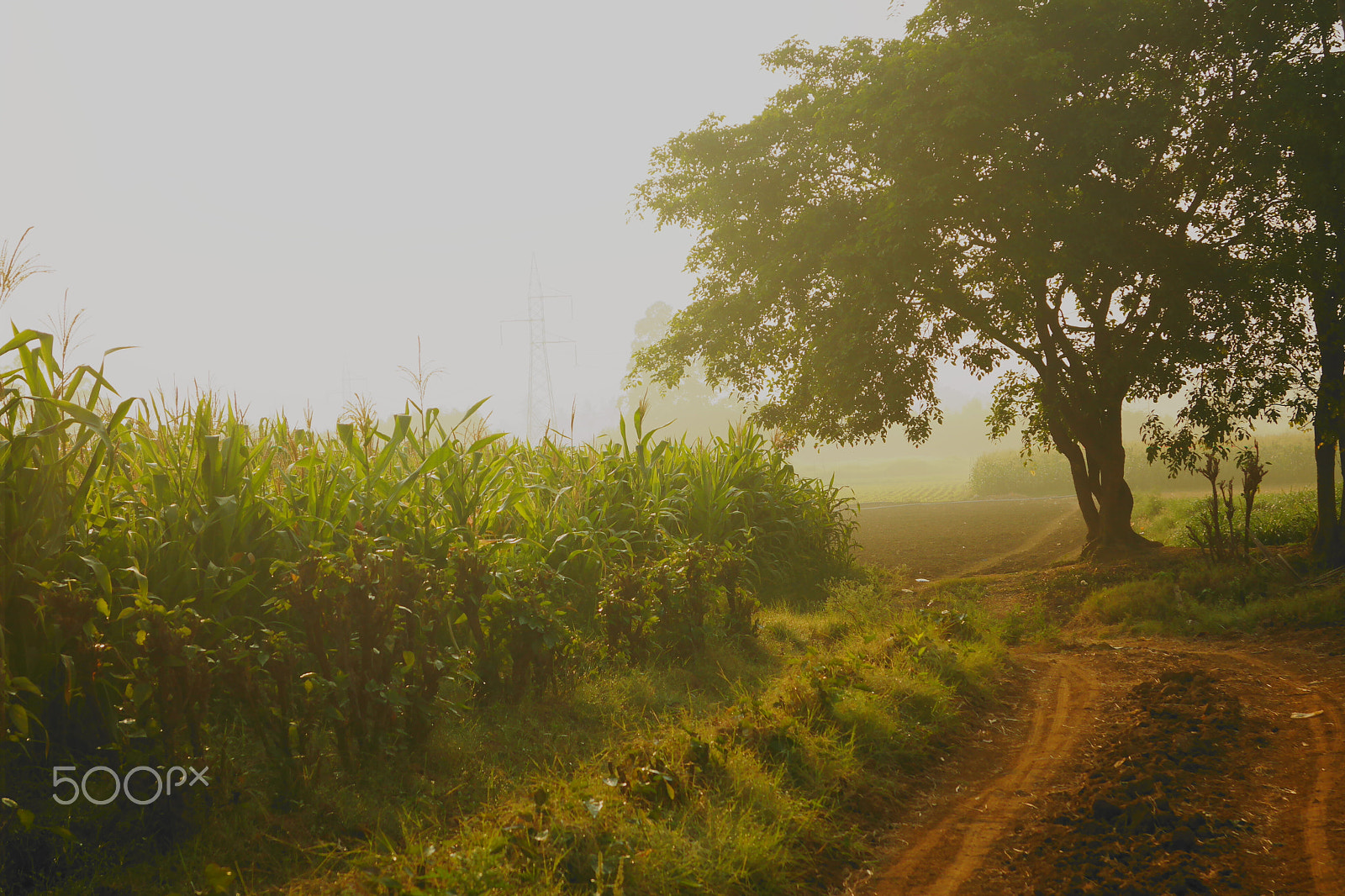 Samsung NX2000 sample photo. Morning ride , belthur village photography