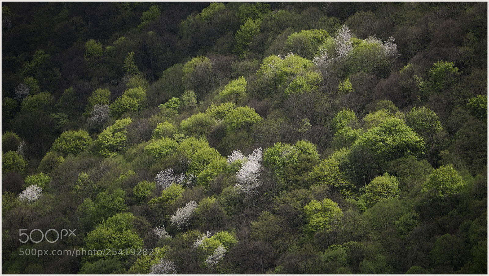 Panasonic Lumix DMC-GX85 (Lumix DMC-GX80 / Lumix DMC-GX7 Mark II) sample photo. Spring is on the photography