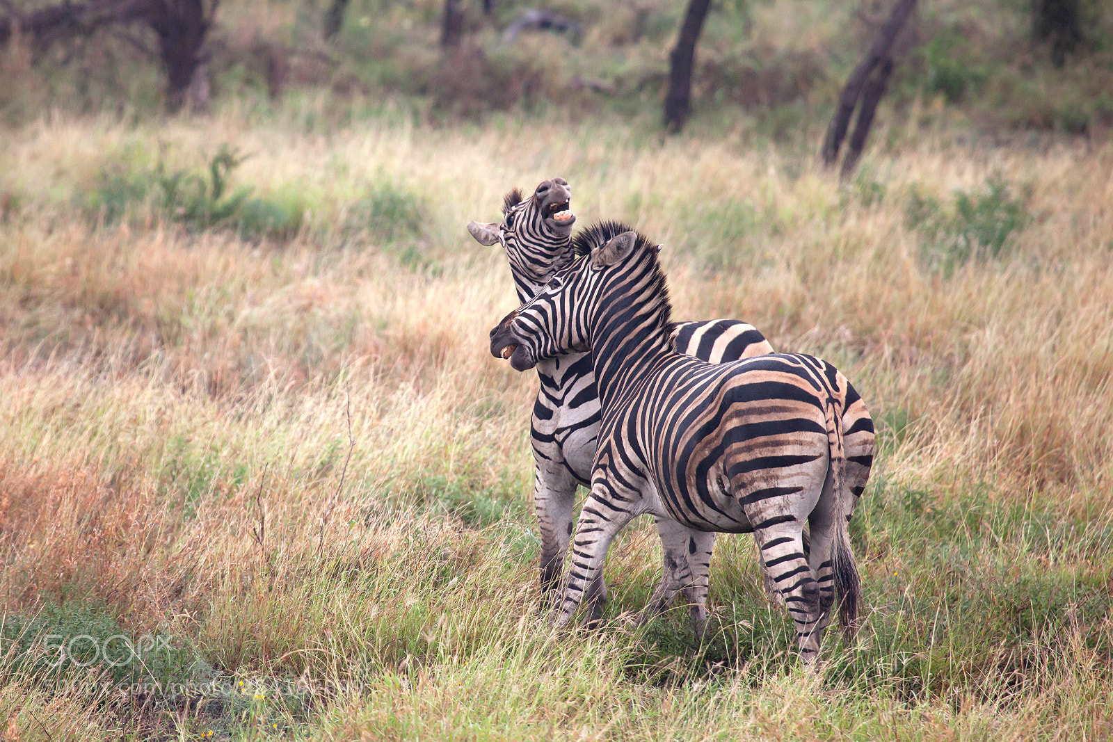 Canon EOS 5D Mark II sample photo. Zebras fighting photography