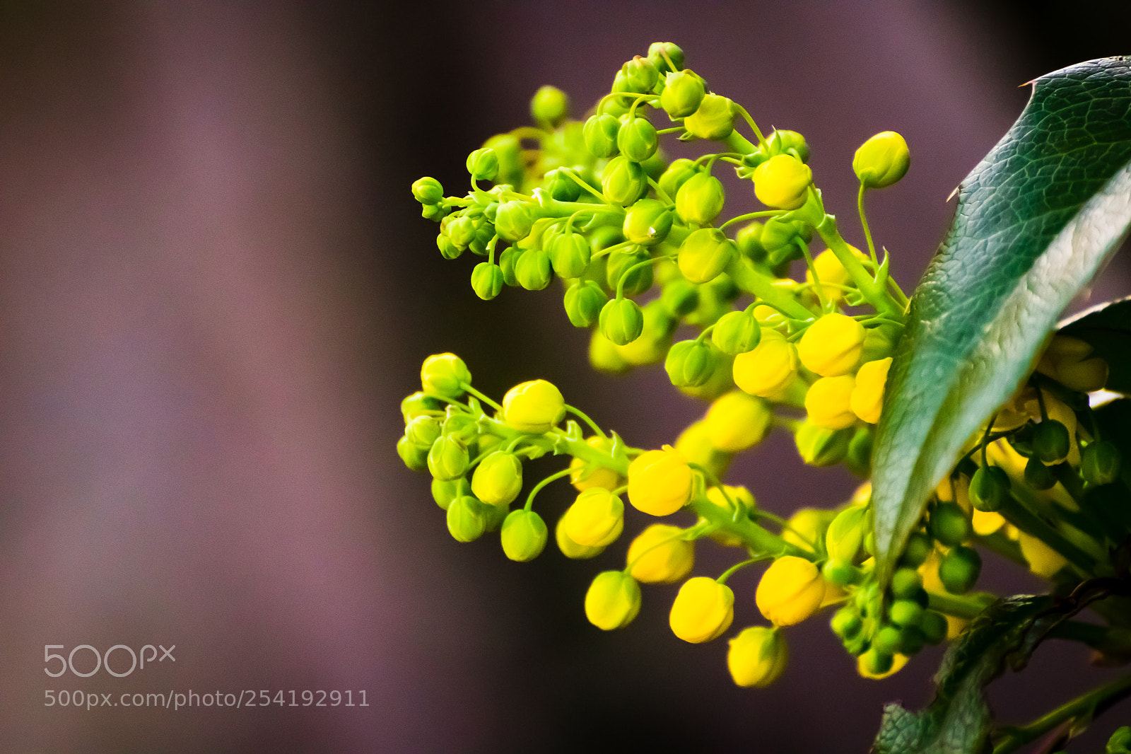 Canon EOS 200D (EOS Rebel SL2 / EOS Kiss X9) sample photo. Yellow beauty photography