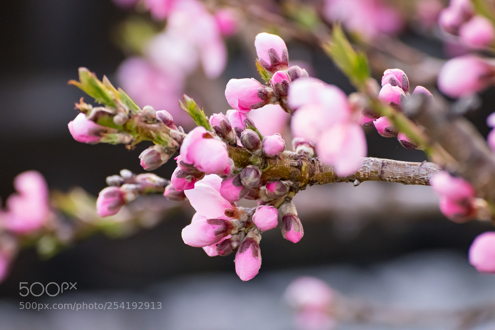 Canon EOS 200D (EOS Rebel SL2 / EOS Kiss X9) sample photo. Cherryblossom photography
