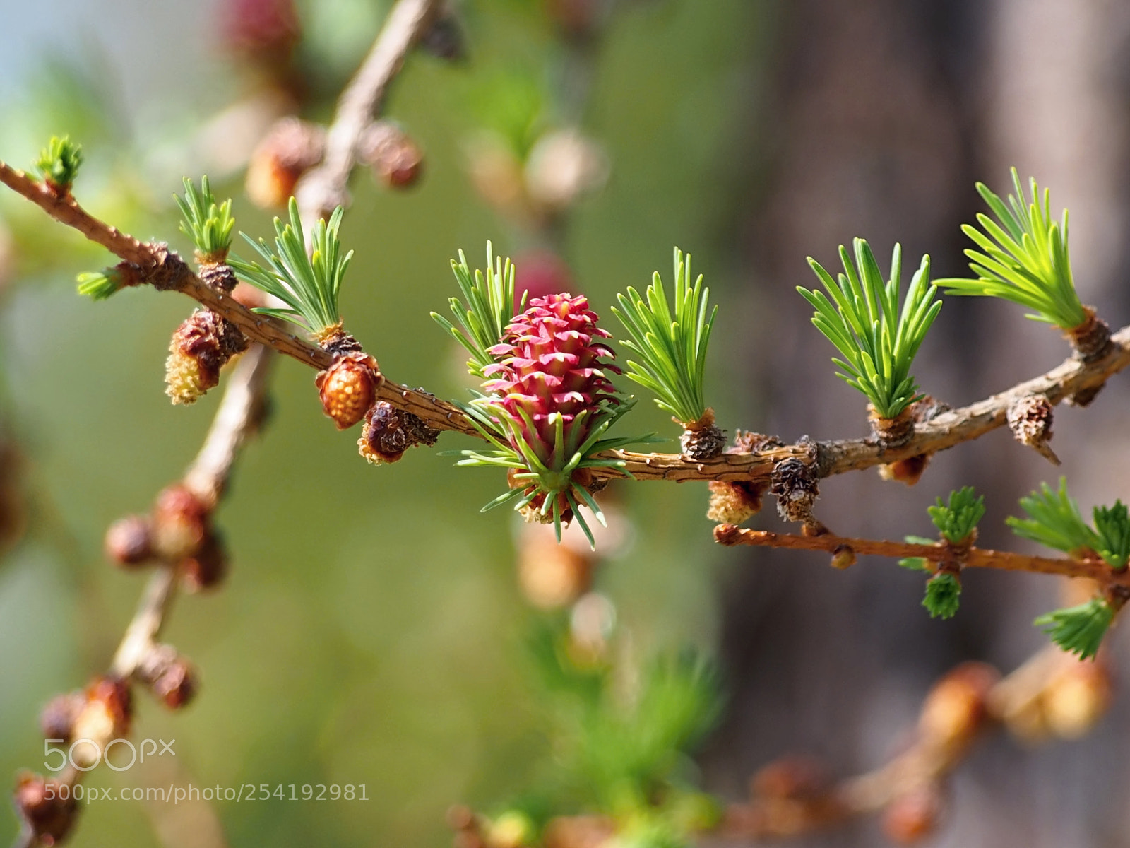Olympus PEN E-PL6 sample photo. How a cone is photography