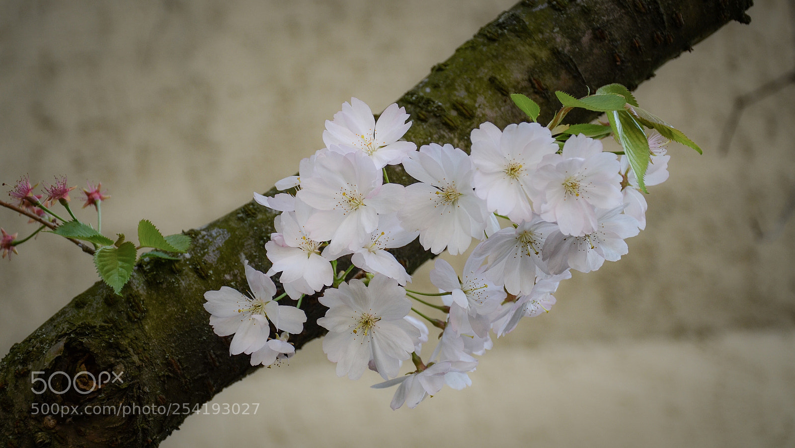 Nikon D7000 sample photo. Blossom  photography