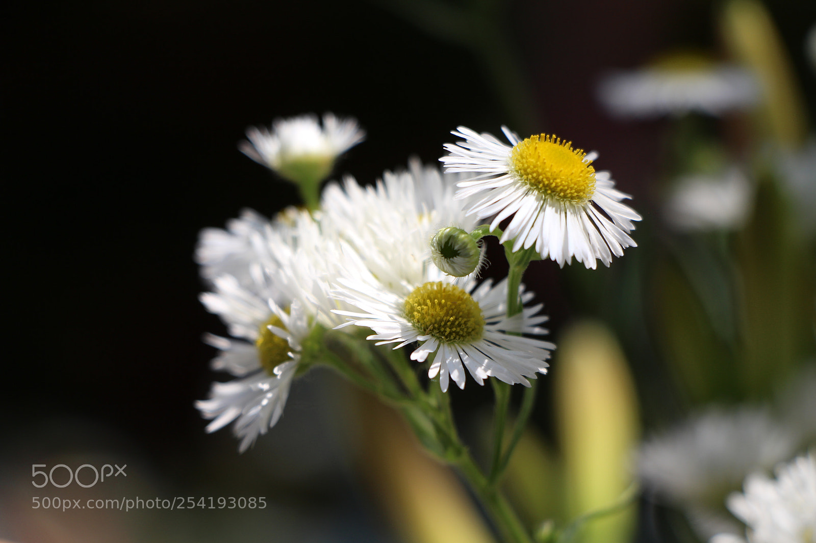Canon EOS 700D (EOS Rebel T5i / EOS Kiss X7i) sample photo. Img photography
