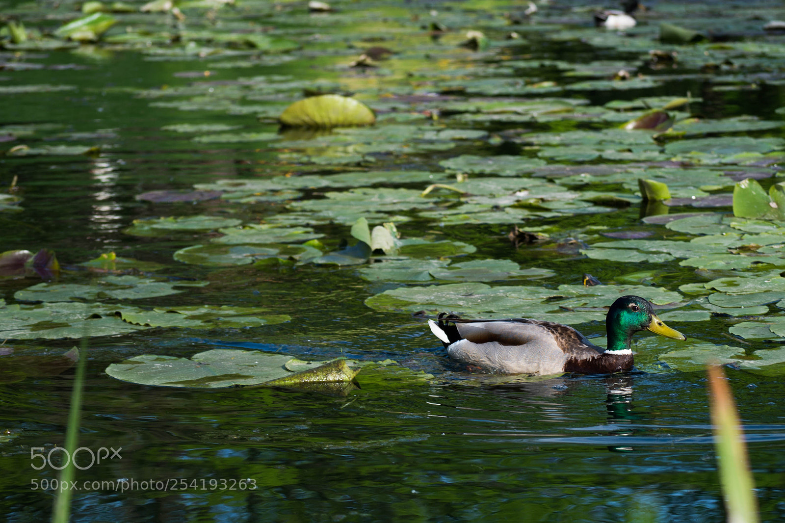 Nikon D610 sample photo. The duck. photography