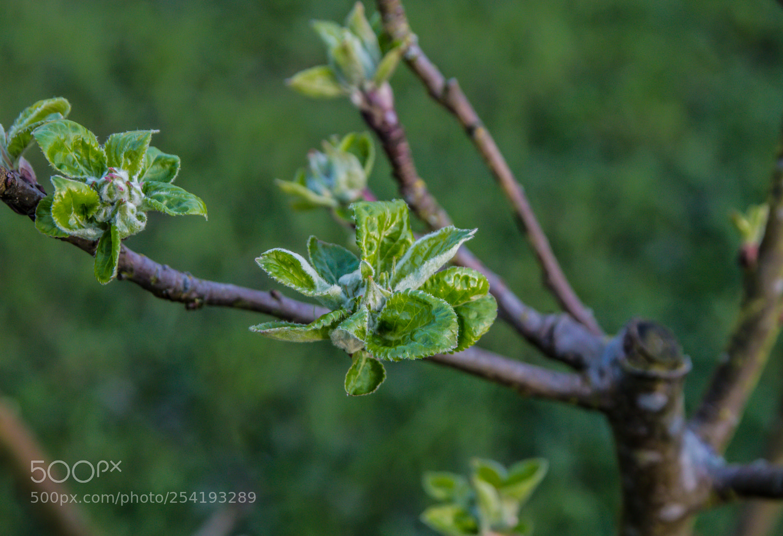 Canon EOS 70D sample photo. Small buds on a photography