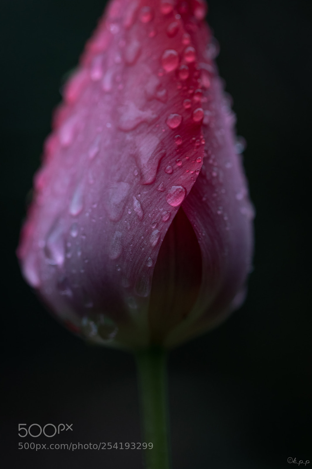 Canon EOS 80D sample photo. Rainy day photography