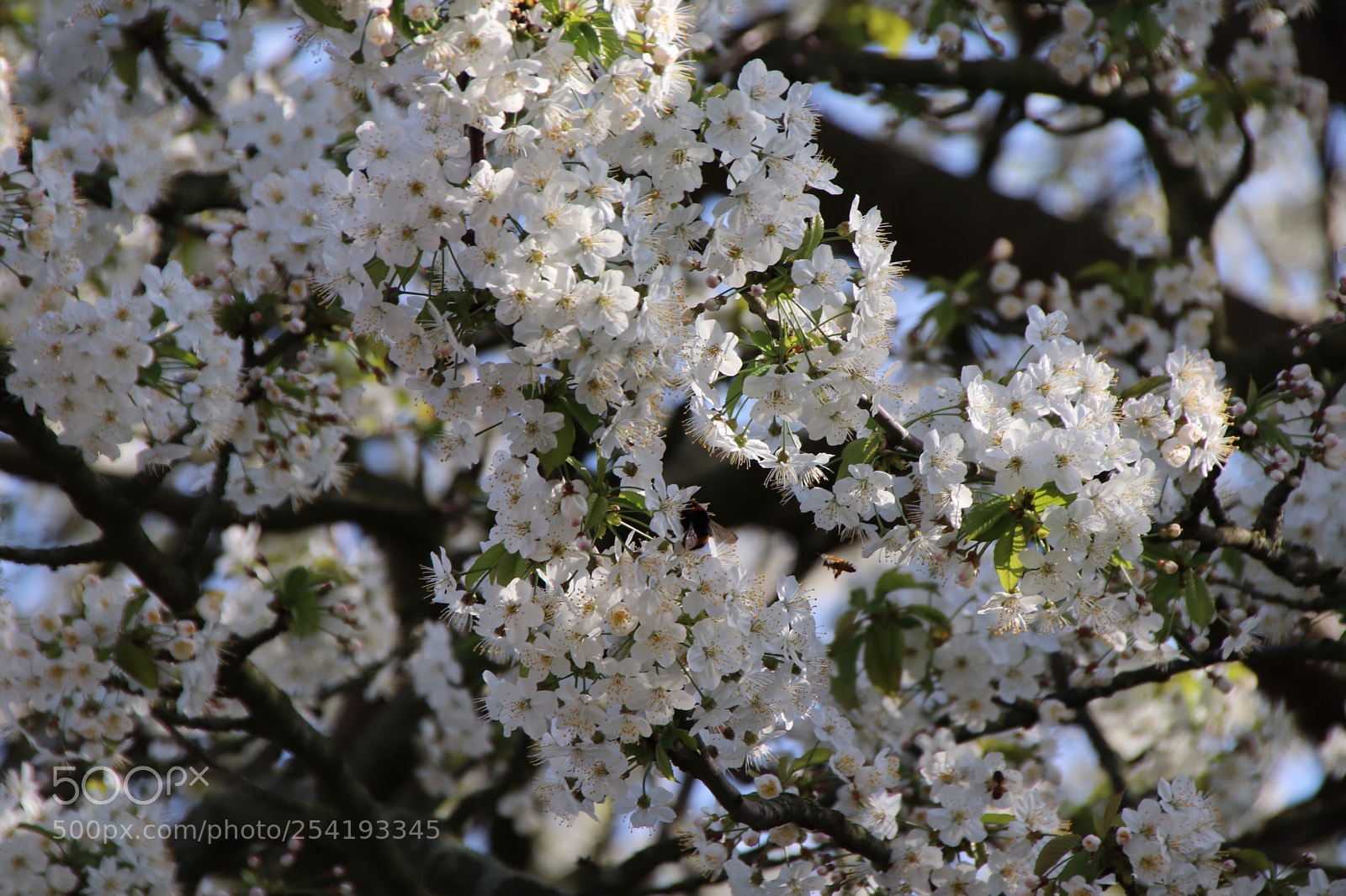 Canon EOS 800D (EOS Rebel T7i / EOS Kiss X9i) sample photo. Springblossom photography