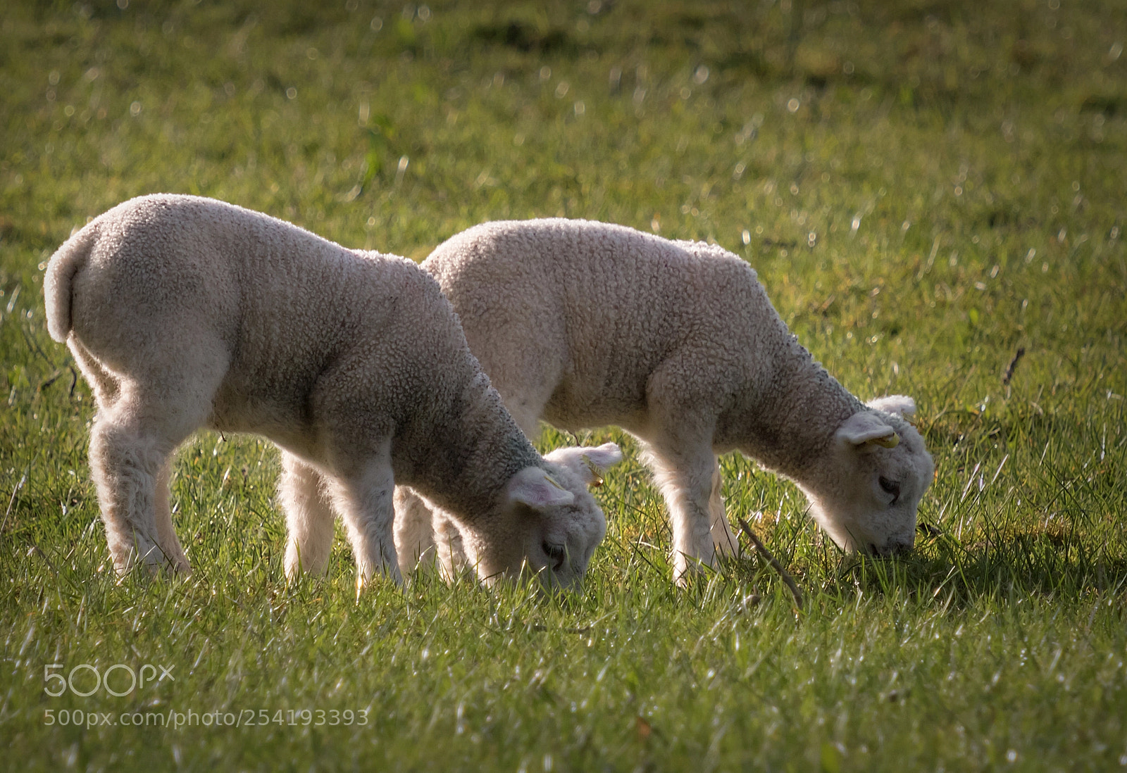 Canon EOS 80D sample photo. You know its spring photography