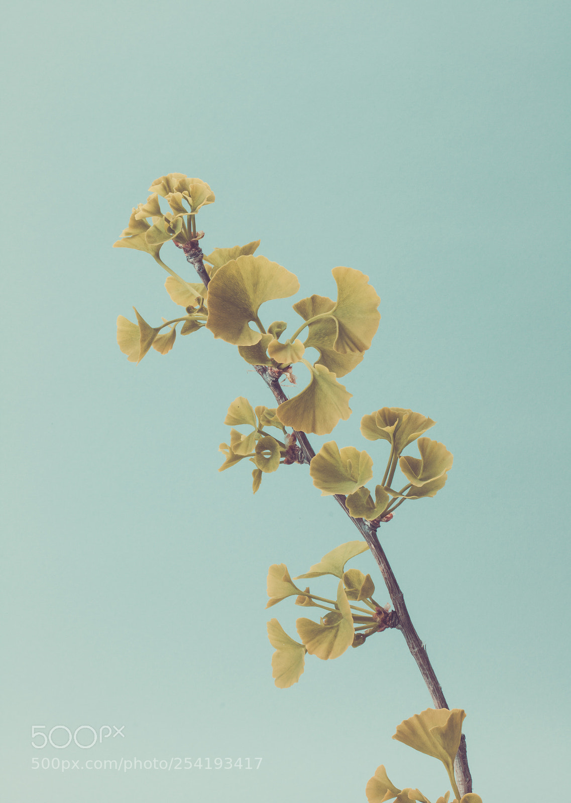 Canon EOS 70D sample photo. Ginkgo photography