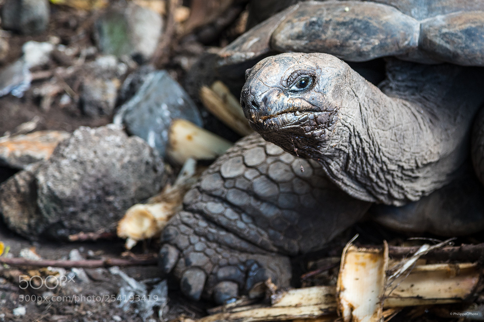 Canon EOS 6D Mark II sample photo. Grand gaube / giant turtle photography