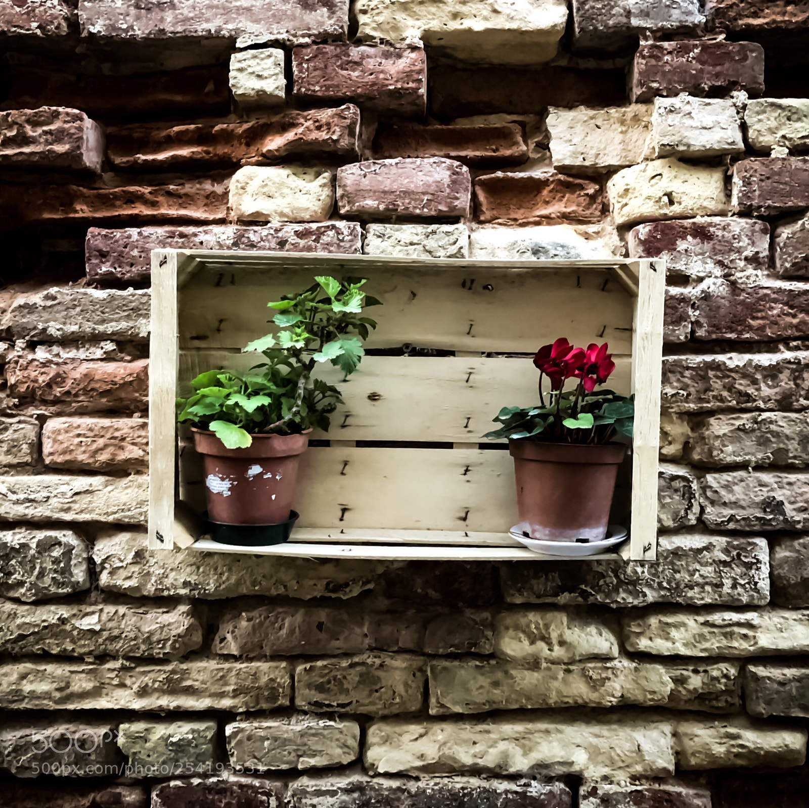 Apple iPhone 8 Plus sample photo. Wallflowers, civitanova, italy photography