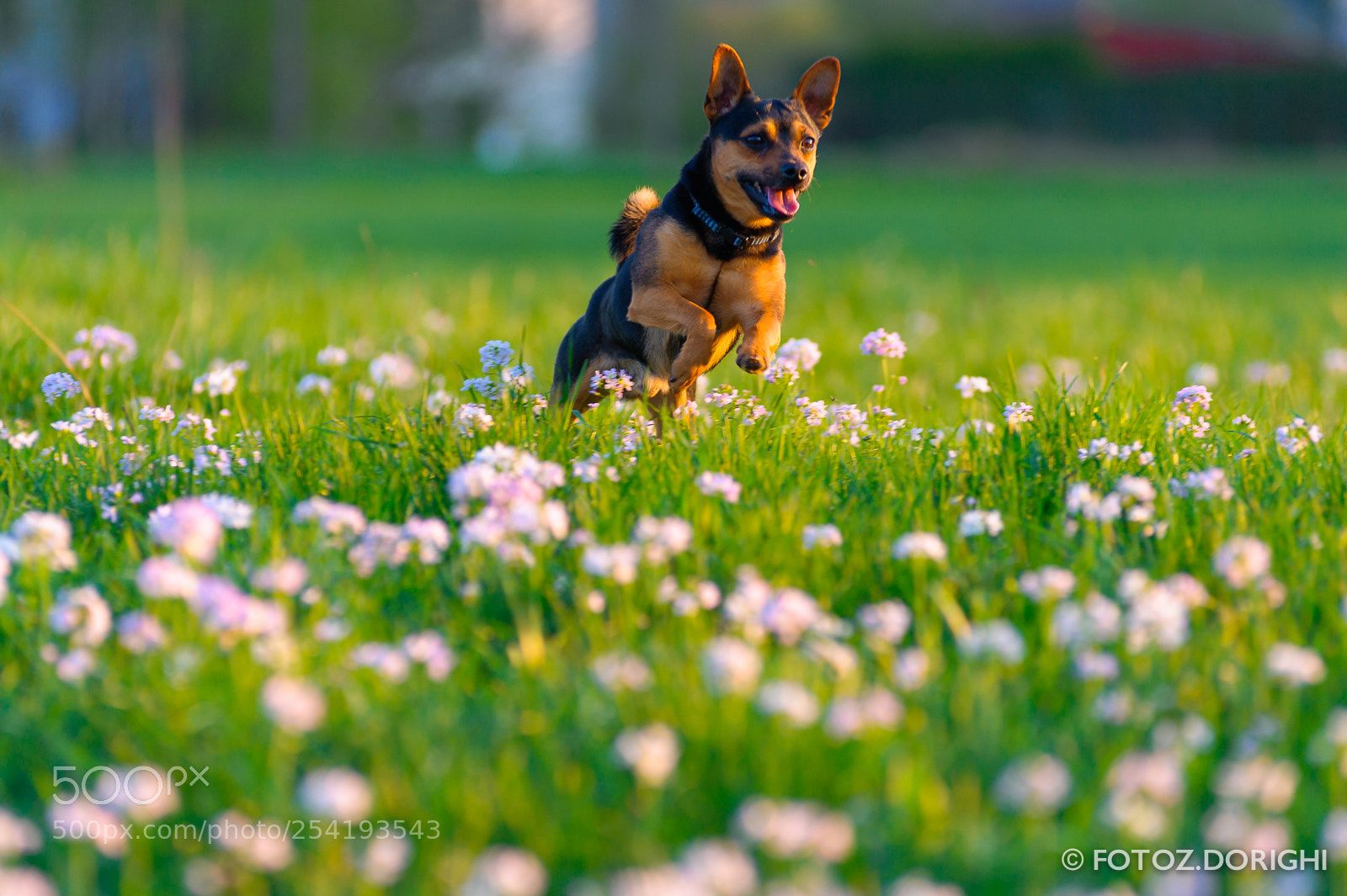Nikon D700 sample photo. Dog having a fun photography