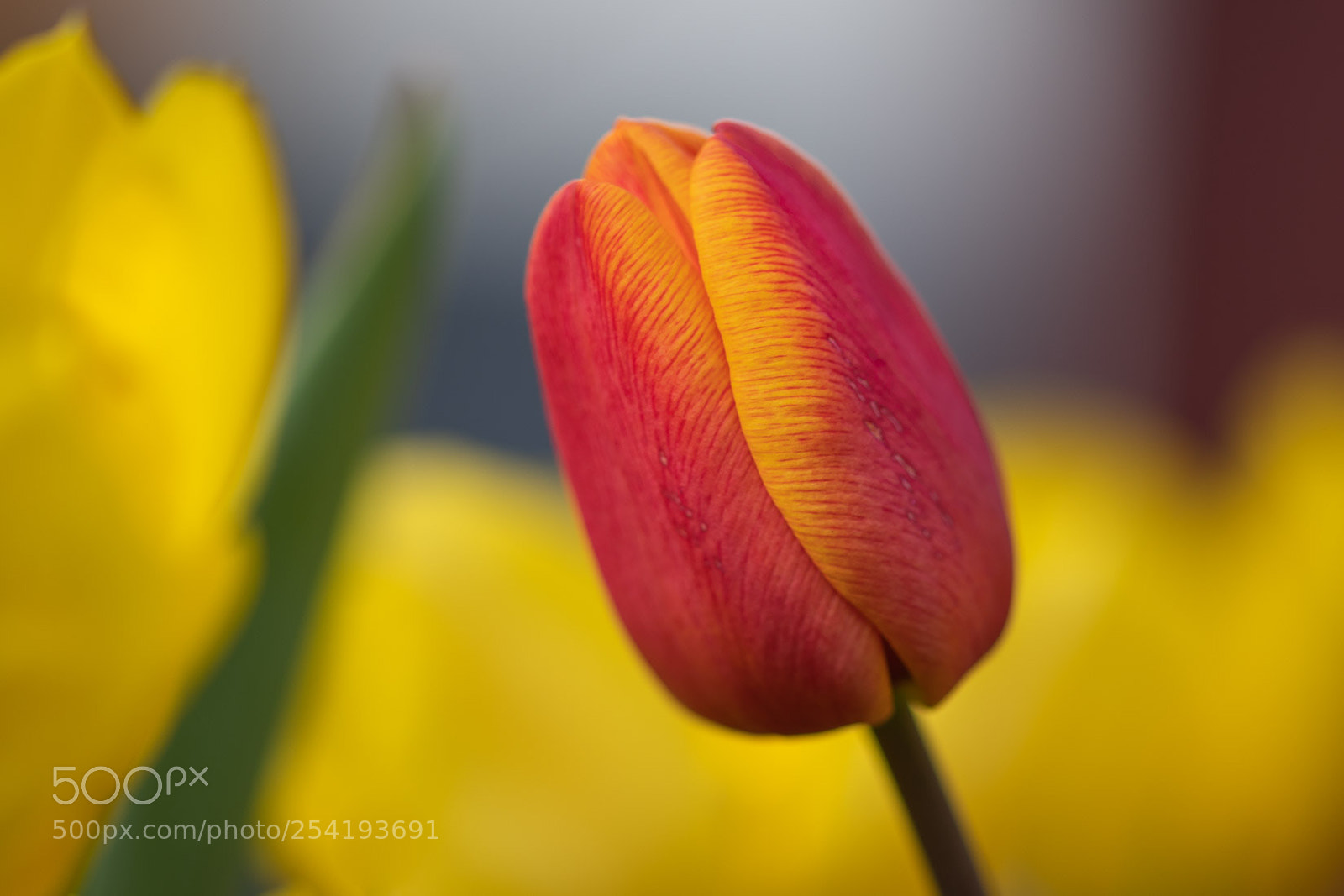 Nikon D500 sample photo. Joy is a flower photography