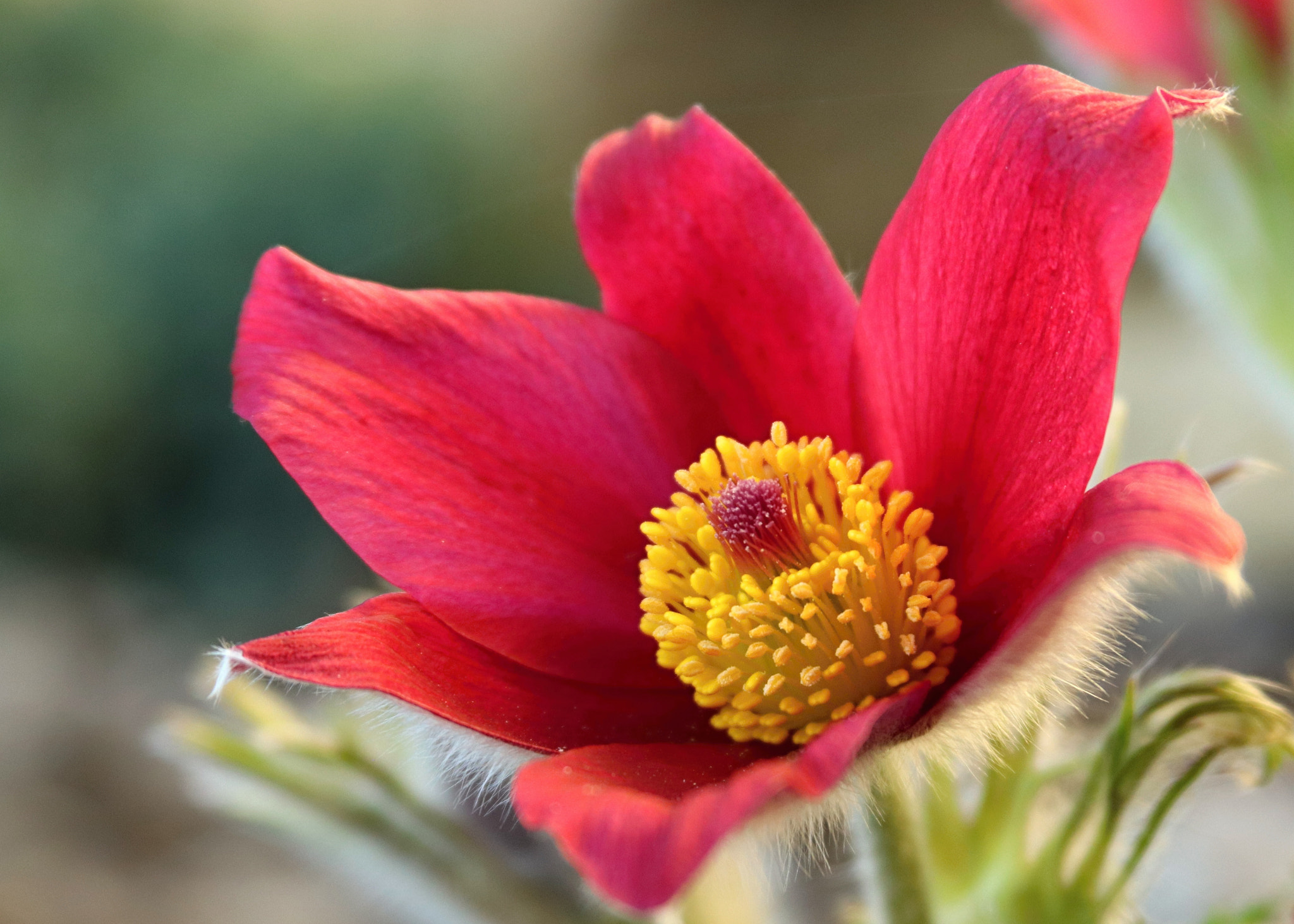 Canon EF 28-135mm F3.5-5.6 IS USM sample photo. Pulsatilla photography