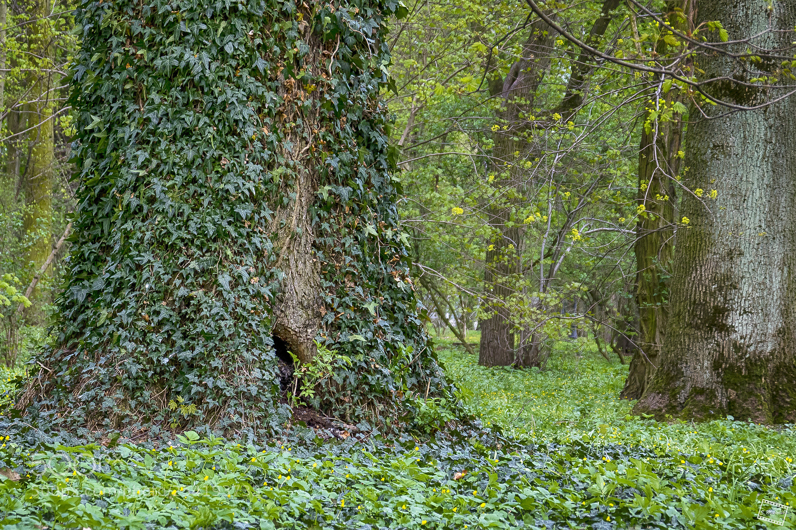 Canon EOS 760D (EOS Rebel T6s / EOS 8000D) sample photo. Dwarves live here ;-) photography