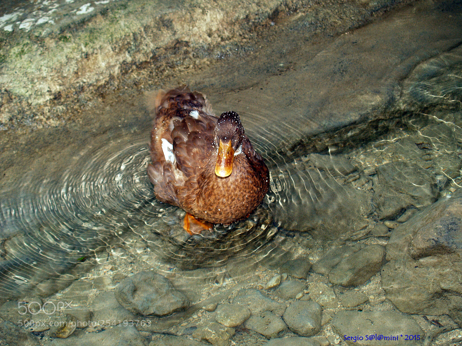 Olympus E-300 (EVOLT E-300) sample photo. Wet vibrations  photography