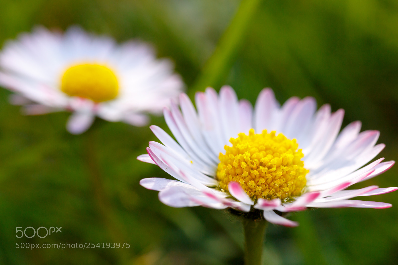 Canon EOS 700D (EOS Rebel T5i / EOS Kiss X7i) sample photo. Gänseblümchen photography