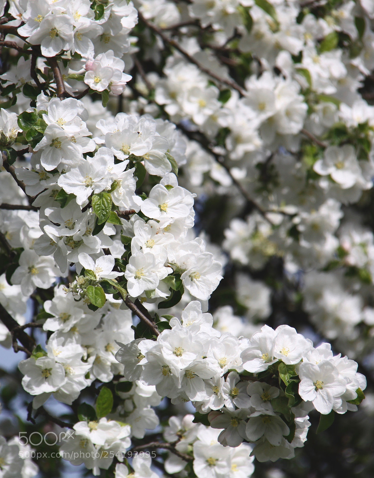 Canon EOS 50D sample photo. ❃❃❃ photography