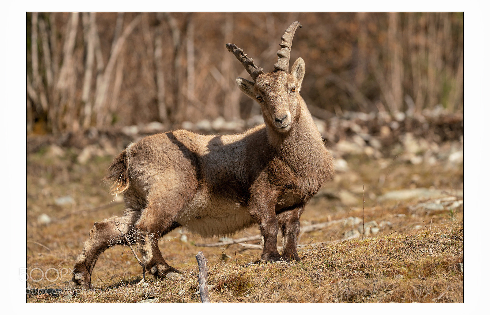 Sony a7R III sample photo. Coucou ;-) photography