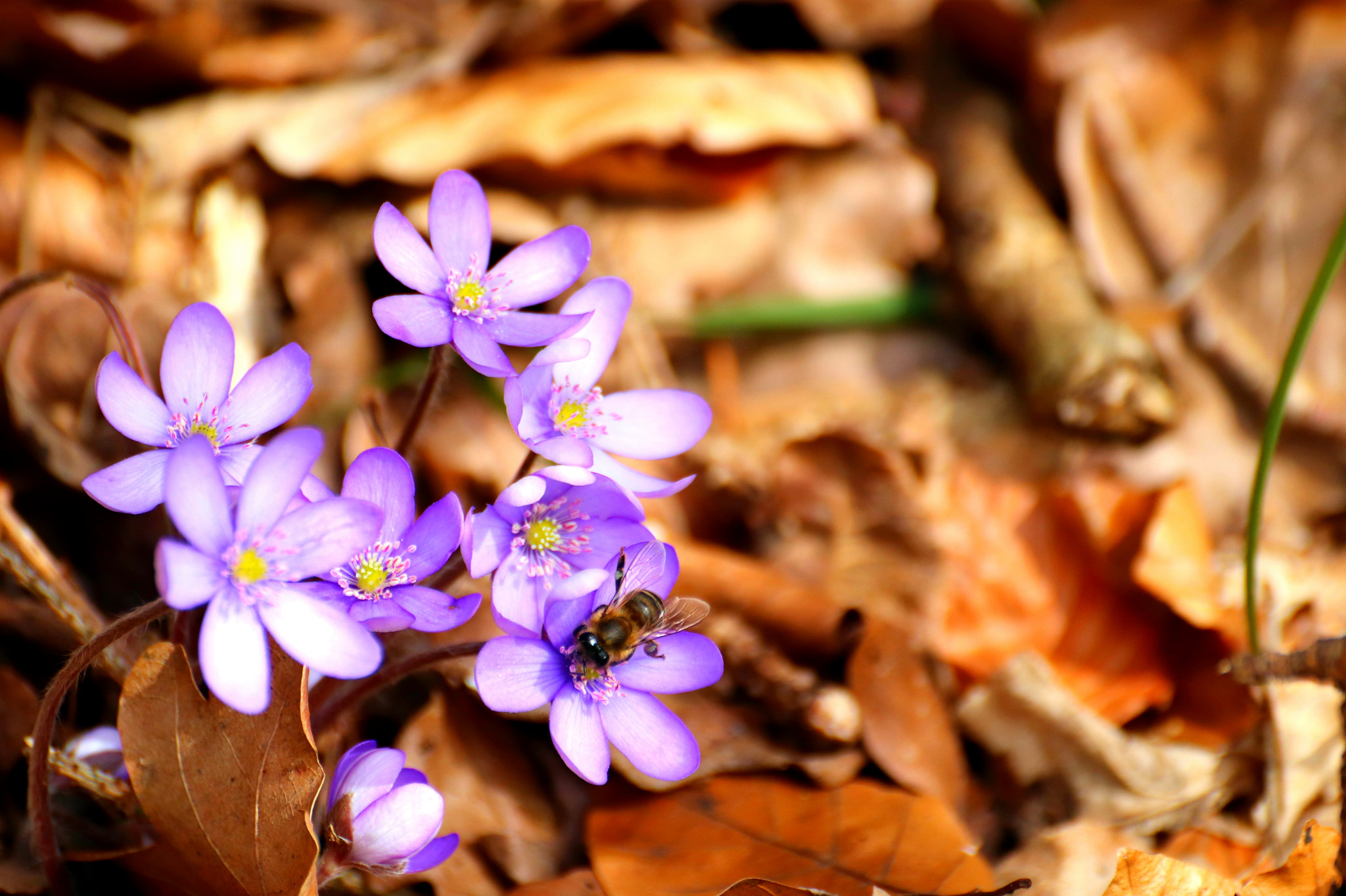 Tamron SP 35mm F1.8 Di VC USD sample photo. Purple beauty photography