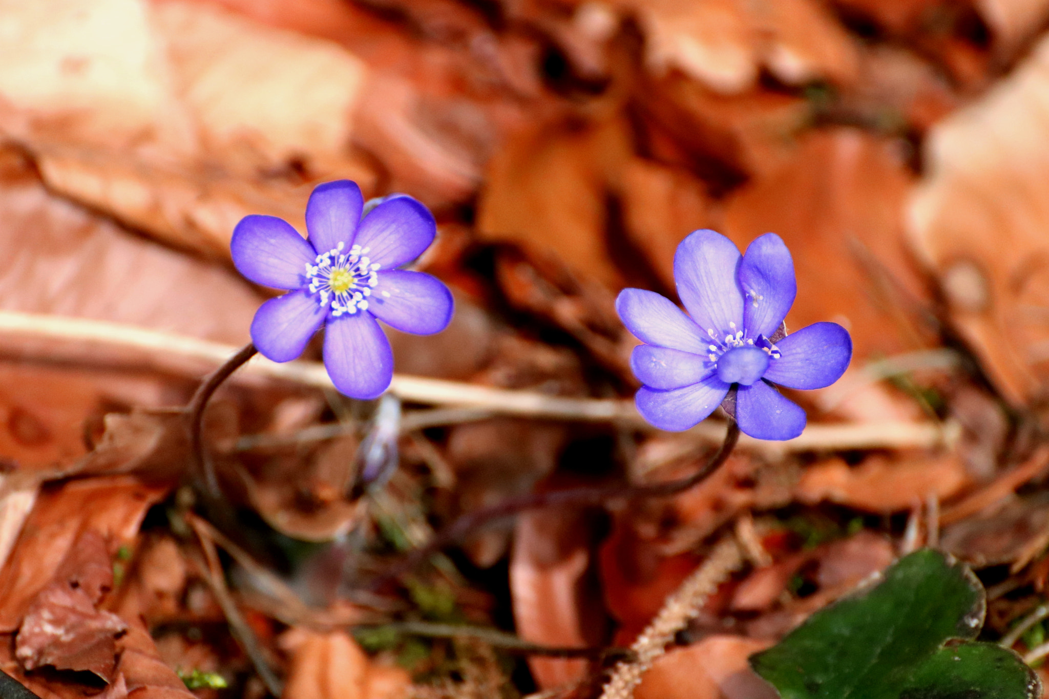 Canon EOS 200D (EOS Rebel SL2 / EOS Kiss X9) + Tamron SP 35mm F1.8 Di VC USD sample photo. Purple beauty photography