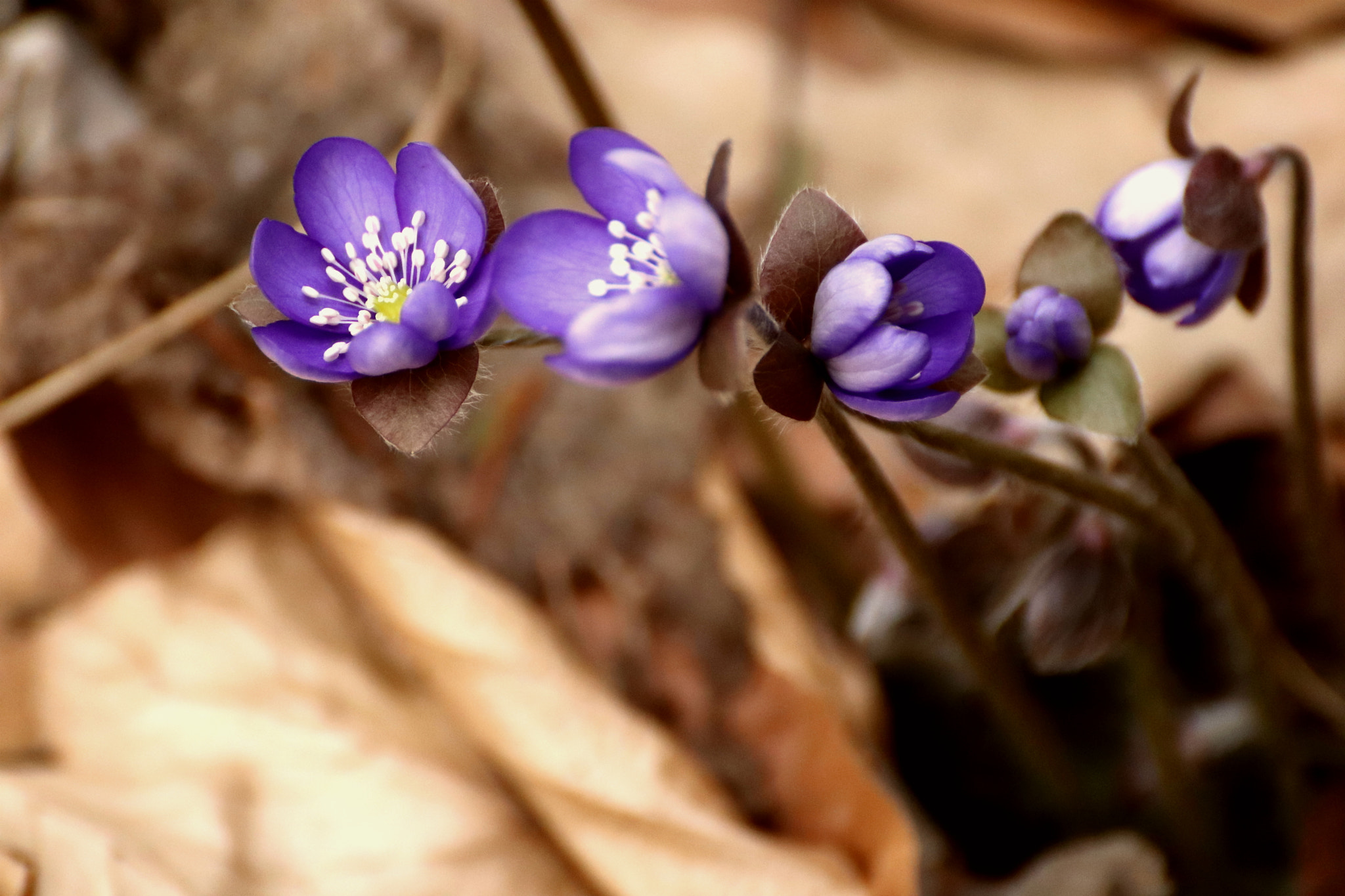 Canon EOS 200D (EOS Rebel SL2 / EOS Kiss X9) sample photo. Purple beauty photography