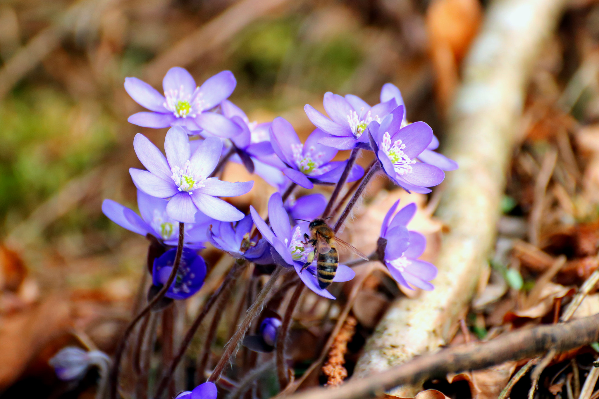 Tamron SP 35mm F1.8 Di VC USD sample photo. Purple beauty photography