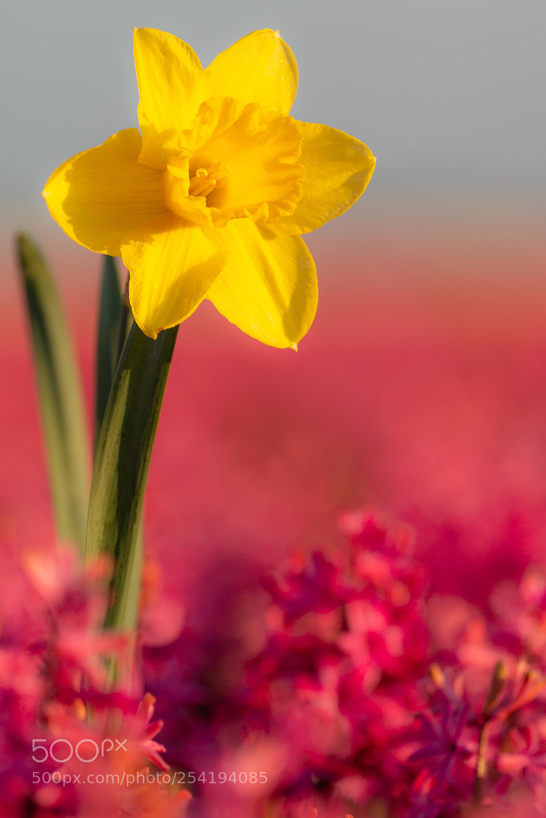 Canon EOS 70D sample photo. All alone photography