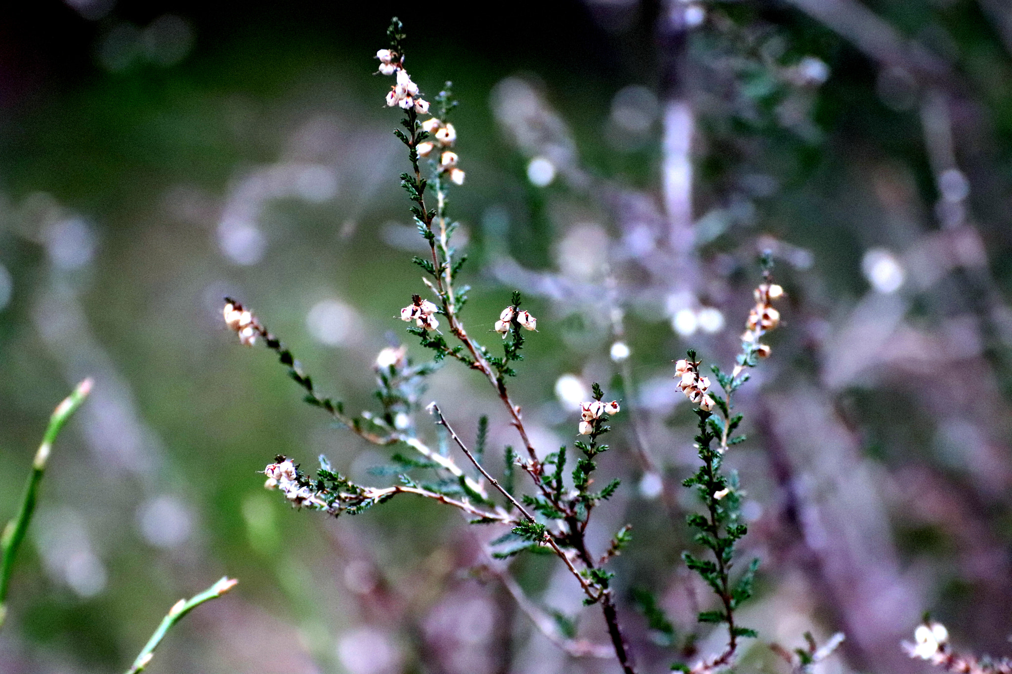 Canon EOS 200D (EOS Rebel SL2 / EOS Kiss X9) + Tamron SP 35mm F1.8 Di VC USD sample photo. Growth photography