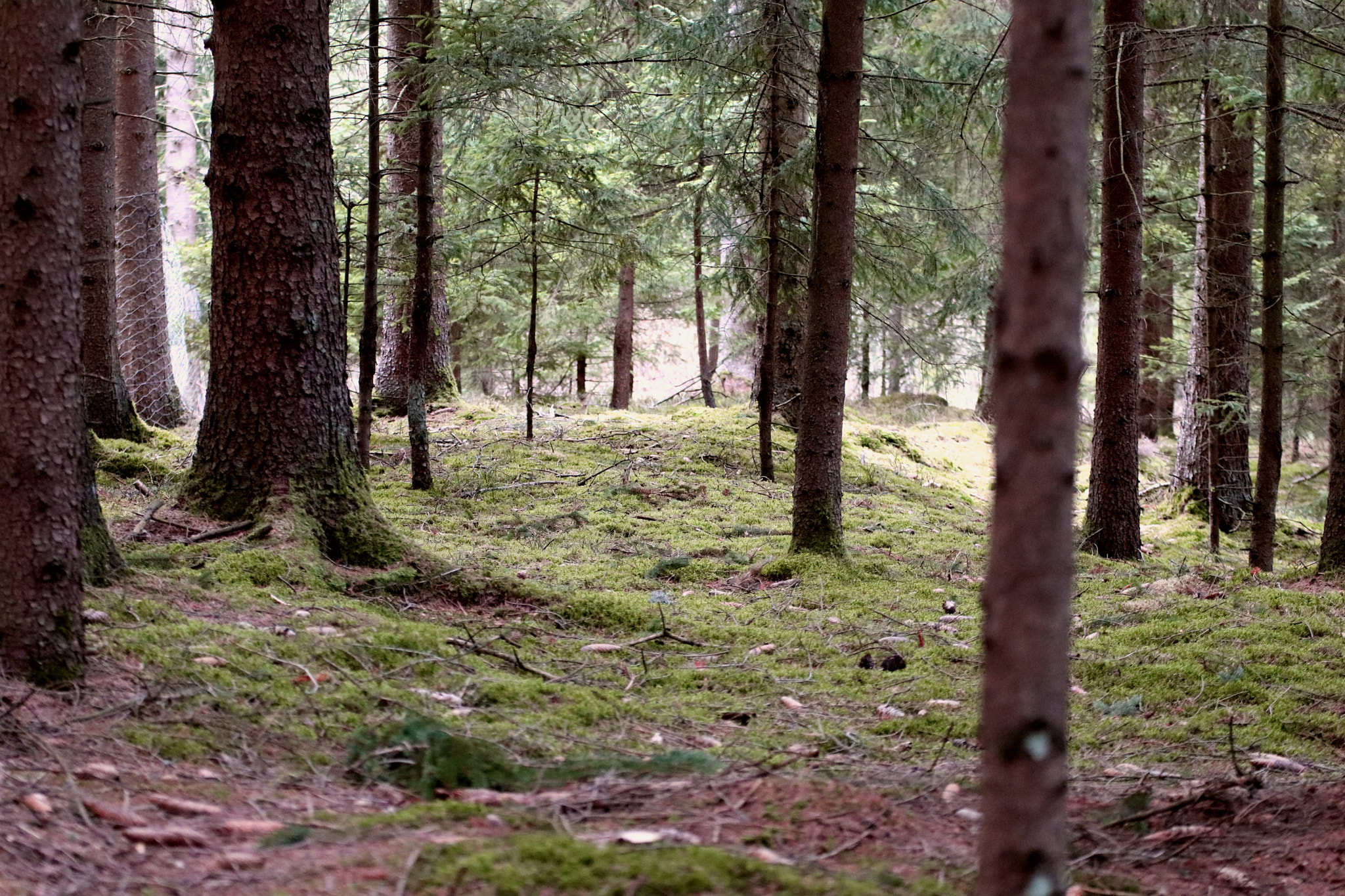 Tamron SP 35mm F1.8 Di VC USD sample photo. A walk through the wood photography