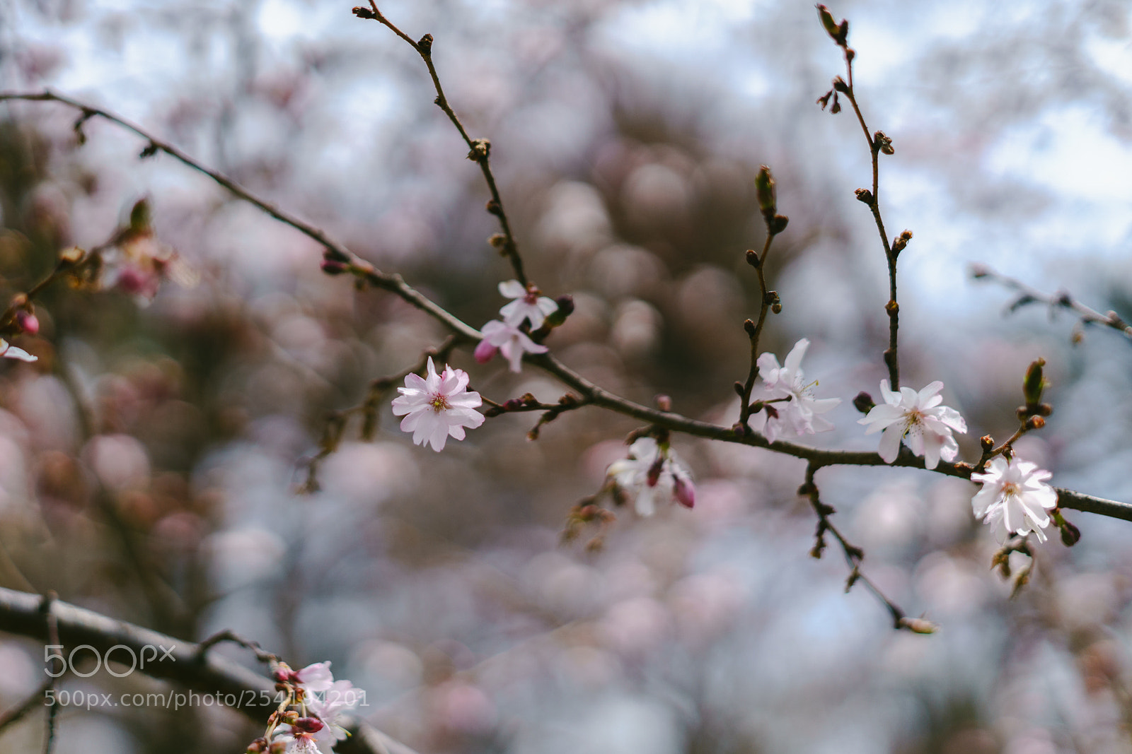 Sony a7R II sample photo. Autumnalis photography