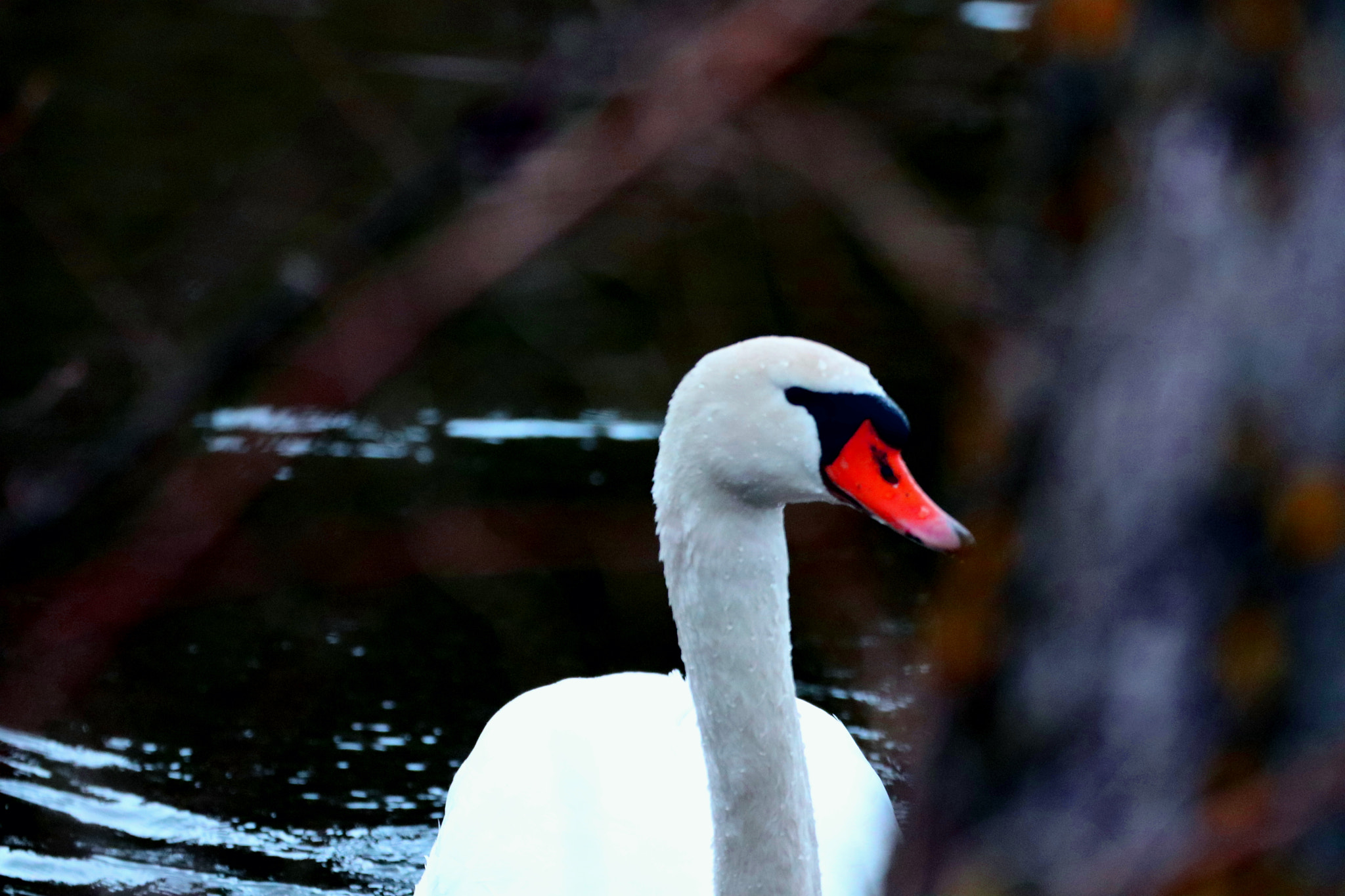 Canon EOS 200D (EOS Rebel SL2 / EOS Kiss X9) + Tamron SP 35mm F1.8 Di VC USD sample photo. Swan photography